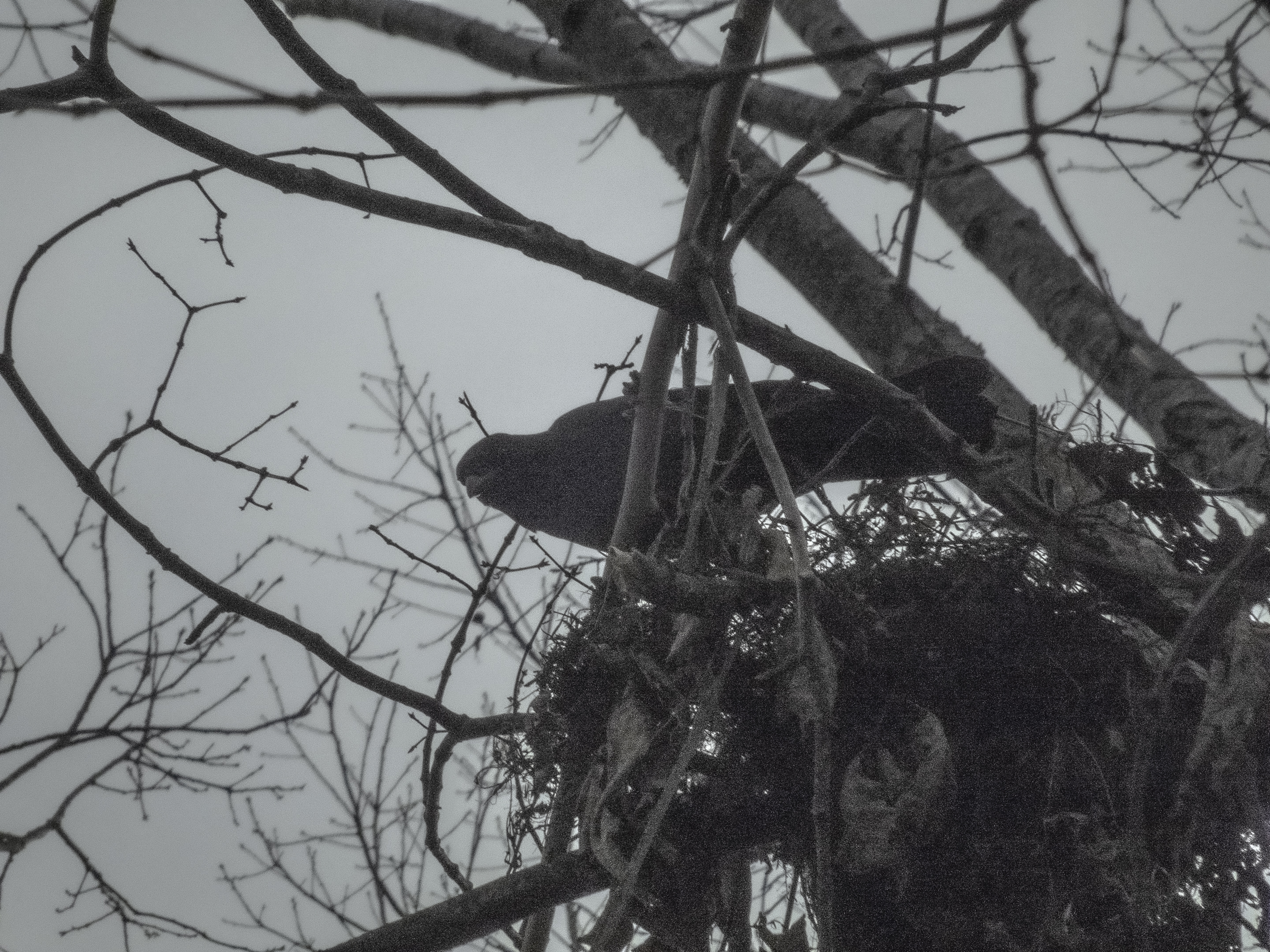 Crow